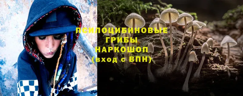 blacksprut как войти  Александров  Псилоцибиновые грибы Cubensis  площадка какой сайт  купить  сайты 